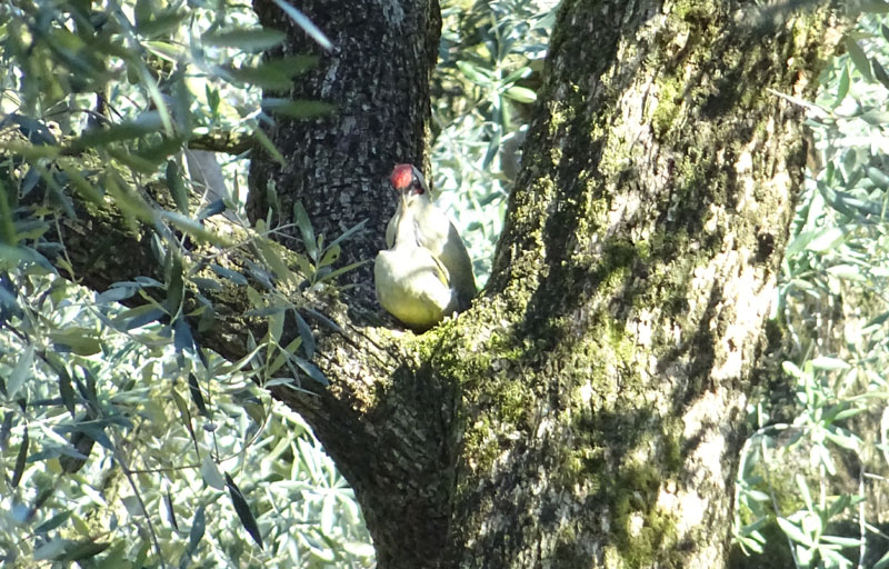 Picus viridis - Picidae (accoppiamento )